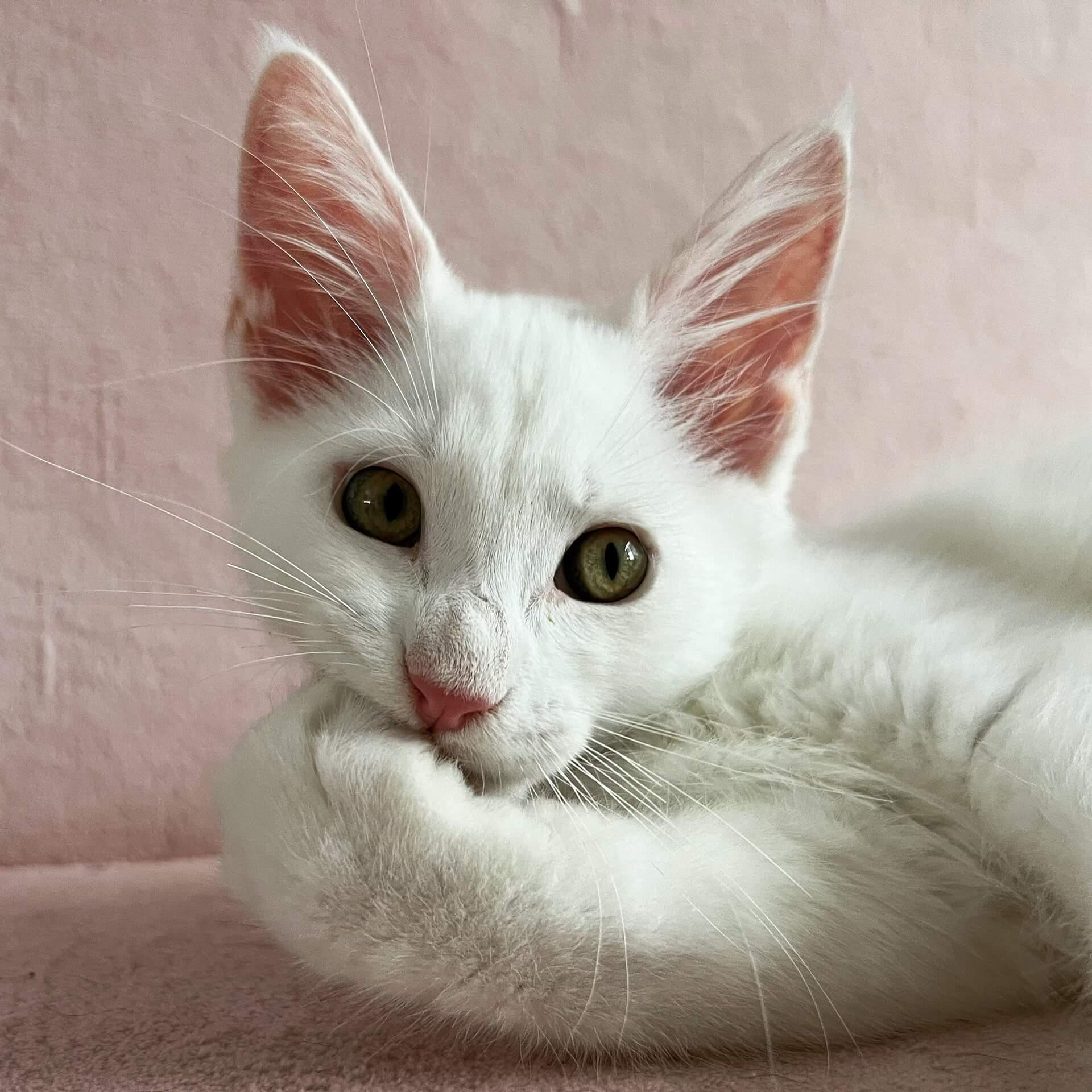 2447BDAB F74E 40BF 9FE7 F20DAD3F33C8